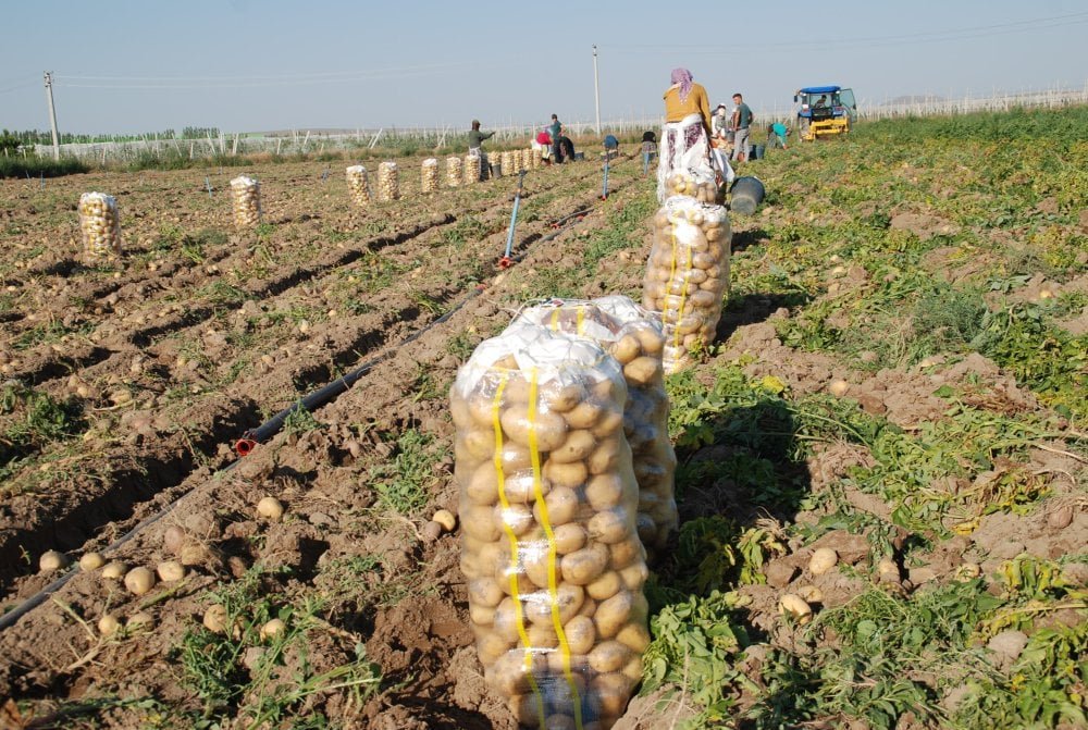 Niğde'de Patates Hasadı Başladı