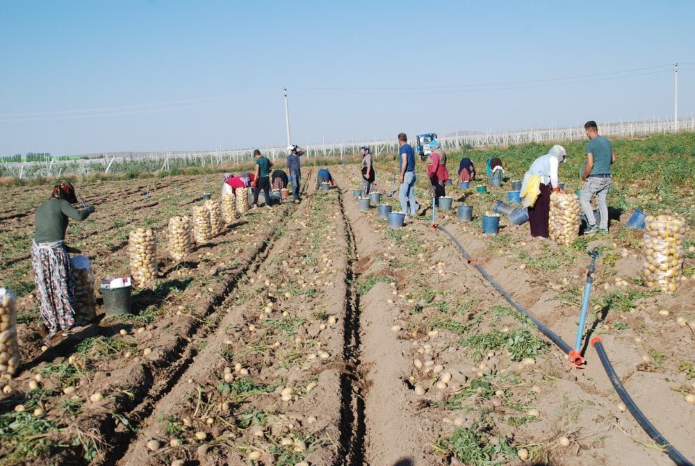 Niğde'de Patates Hasadı Başladı: Çiftçiler Zor Durumda