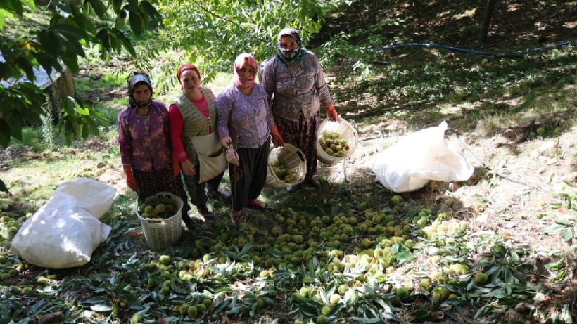 Kadınlar Topluyor Erkekler Çırpıyor: Gömüde 15 Gün Bekletilip Çuval Çuval Satılıyor - Resim: 5