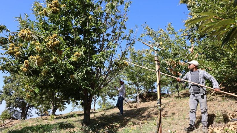 Kadınlar Topluyor Erkekler Çırpıyor: Gömüde 15 Gün Bekletilip Çuval Çuval Satılıyor - Resim: 4